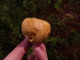 Suillus hirtellus image