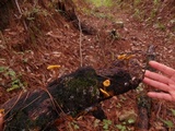 Xeromphalina tenuipes image