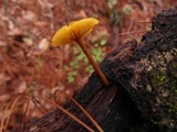 Xeromphalina tenuipes image