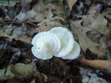 Marasmius delectans image