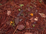 Hygrophoropsis aurantiaca image