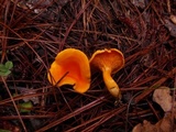 Hygrophoropsis aurantiaca image