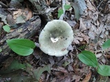 Russula aeruginea image