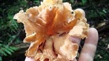 Craterellus lutescens image