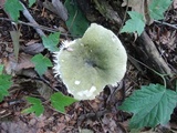 Russula aeruginea image