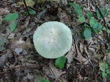 Russula aeruginea image