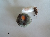 Russula aeruginea image
