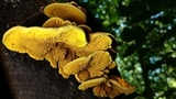 Pseudomerulius curtisii image