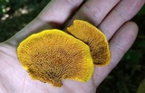 Pseudomerulius curtisii image