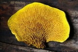 Pseudomerulius curtisii image