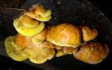 Pseudomerulius curtisii image