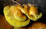 Pseudomerulius curtisii image