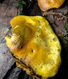 Pseudomerulius curtisii image