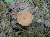 Clitocybe costata image