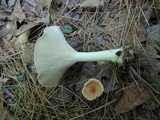 Clitocybe costata image