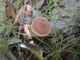 Clitocybe costata image