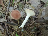 Clitocybe costata image