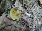 Boletus chrysenteron image
