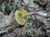 Boletus chrysenteron image