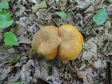 Xanthoconium affine image