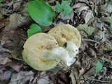Xanthoconium affine image