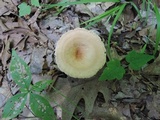 Clitocybe gibba image