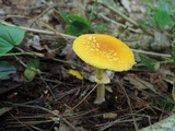Amanita frostiana image