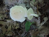 Leucopaxillus laterarius image