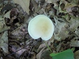 Leucopaxillus laterarius image