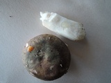 Russula variata image