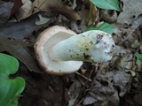 Russula variata image