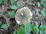 Russula variata image