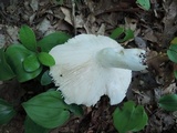 Russula variata image