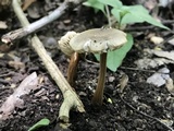 Xerula hispida image