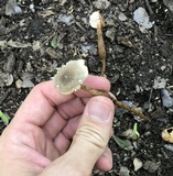 Xerula hispida image