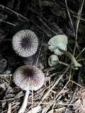 Agaricus endoxanthus image