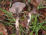 Entoloma ferruginans image