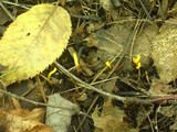 Clavulinopsis laeticolor image