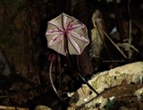 Marasmius tageticolor image