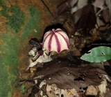 Marasmius tageticolor image