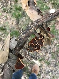 Anthracophyllum lateritium image
