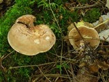 Clitocybe martiorum image