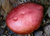 Boletus roodyi image