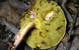 Boletus roodyi image