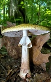 Amanita flavorubens image
