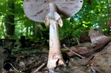Amanita flavorubens image