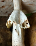 Amanita flavorubens image