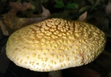 Amanita flavorubens image