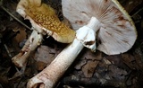 Amanita flavorubens image