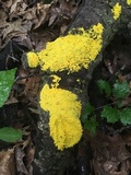 Fuligo septica image